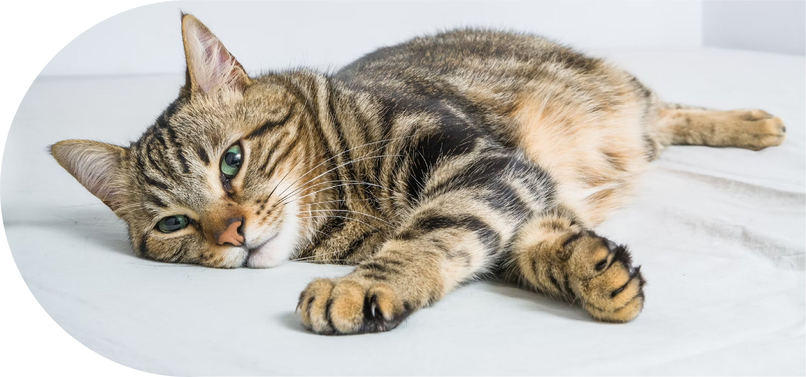 神楽坂キャットスペシャリスト